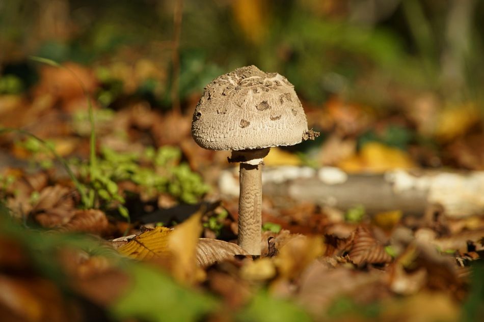 Nomi dialettali dei funghi: come si chiamano i funghi in dialetto?